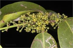 Salacia malabarica